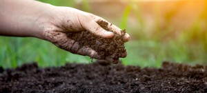 Soil in hand for planting