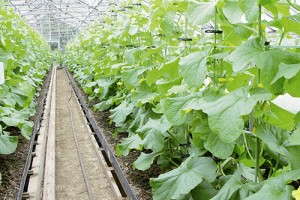 fertilizer_img002